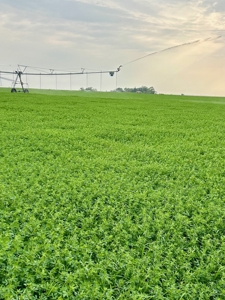 265 acres of irrigated hay ground, 2 feedlots & gravel pit - image 30