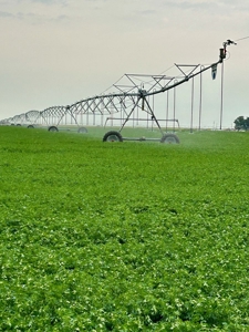 265 acres of irrigated hay ground, 2 feedlots & gravel pit - image 32