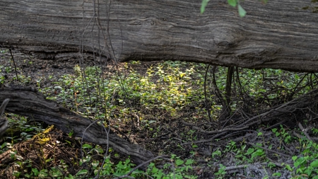 East Texas Duck & Deer Hunting Property Henderson County - image 23
