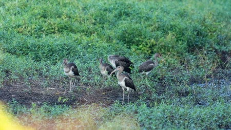 East Texas Duck & Deer Hunting Property Henderson County - image 19