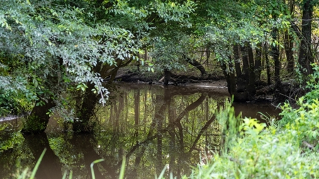 East Texas Duck & Deer Hunting Property Henderson County - image 22