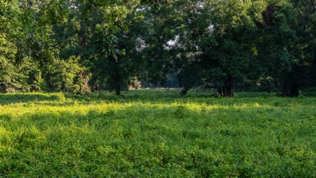 East Texas Duck & Deer Hunting Property Henderson County - image 24