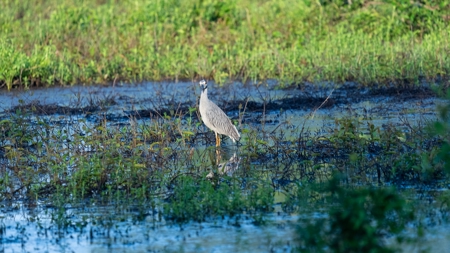 East Texas Duck & Deer Hunting Property Henderson County - image 18