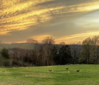 Luxury Northwest Arkansas Retreat For Sale - image 43