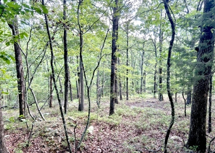 Luxury Northwest Arkansas Retreat For Sale - image 48