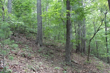 Untouched 283.99 Acres in Albemarle County, VA - image 12