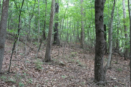 Untouched 283.99 Acres in Albemarle County, VA - image 10