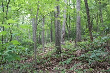 Untouched 283.99 Acres in Albemarle County, VA - image 16