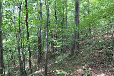 Untouched 283.99 Acres in Albemarle County, VA - image 13