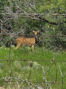 Central Tx Hunting Ranch & home in Concho & Menard Counties - image 15