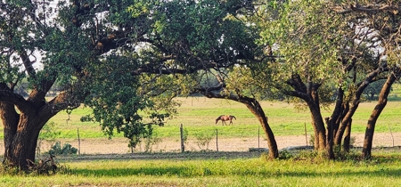 Central Tx Hunting Ranch & home in Concho & Menard Counties - image 29