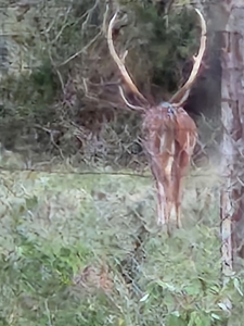 Central Tx Hunting Ranch & home in Concho & Menard Counties - image 39