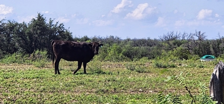 Central Tx Hunting Ranch & home in Concho & Menard Counties - image 25