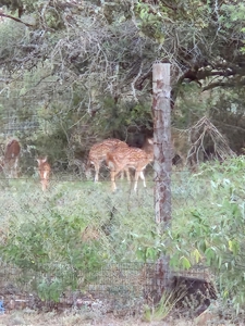 Central Tx Hunting Ranch & home in Concho & Menard Counties - image 41