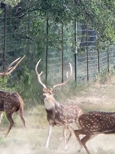 Central Tx Hunting Ranch & home in Concho & Menard Counties - image 42