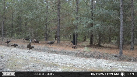 Stone Crest: 207+ Acres with Custom Home in Midville, GA - image 50