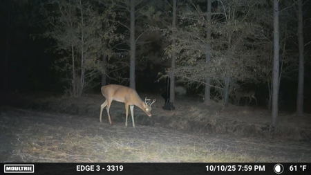 Stone Crest: 207+ Acres with Custom Home in Midville, GA - image 47