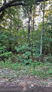 Vacant wooded land in Arkansas - image 6
