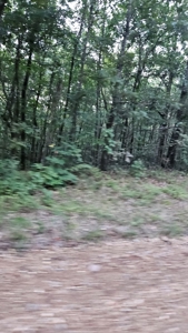 Vacant wooded land in Arkansas - image 2
