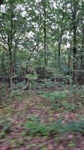 Vacant wooded land in Arkansas - image 3