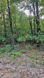 Vacant wooded land in Arkansas - image 10