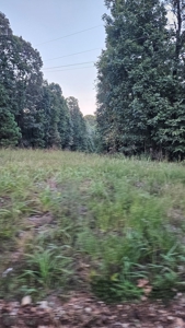 Vacant wooded land in Arkansas - image 4