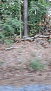 Vacant wooded land in Arkansas - image 5
