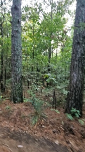 Vacant wooded land in Arkansas - image 7