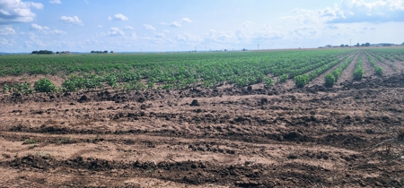 Irrigated Farmland near San Angelo, Texas in Wall - image 2
