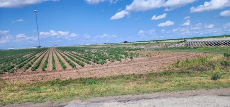 Irrigated Farmland near San Angelo, Texas in Wall - image 5