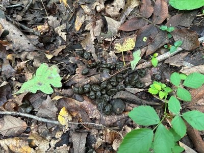 Welcome to the Wildlife Wonderland In VA - image 7