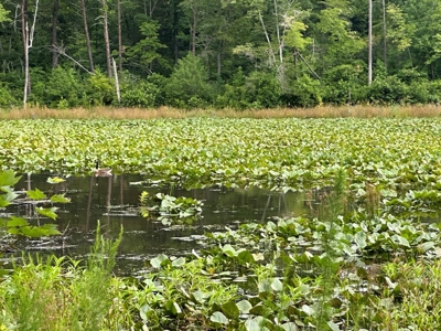 Welcome to the Wildlife Wonderland In VA - image 18