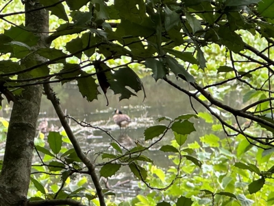 Welcome to the Wildlife Wonderland In VA - image 17