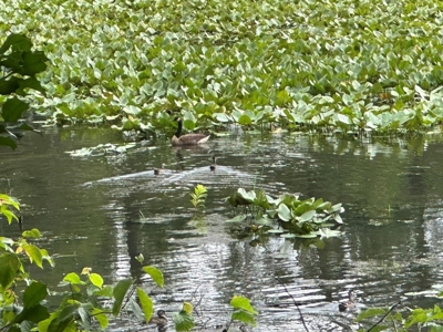 Welcome to the Wildlife Wonderland In VA - image 16