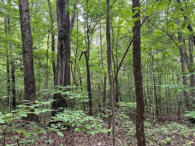 Welcome to the Wildlife Wonderland In VA - image 12