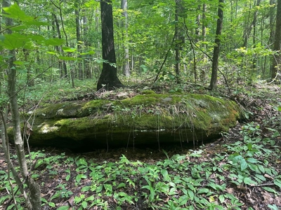Welcome to the Wildlife Wonderland In VA - image 28