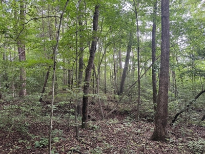 Welcome to the Wildlife Wonderland In VA - image 14