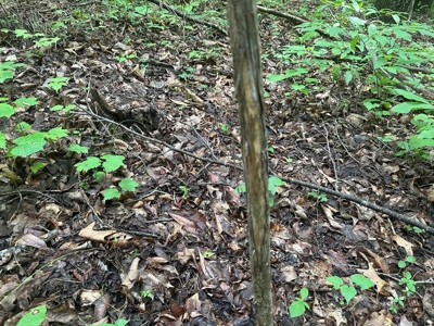 Welcome to the Wildlife Wonderland In VA - image 25