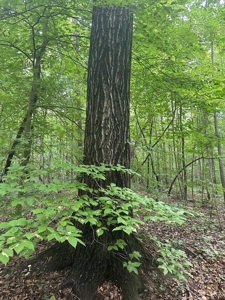 Welcome to the Wildlife Wonderland In VA - image 29