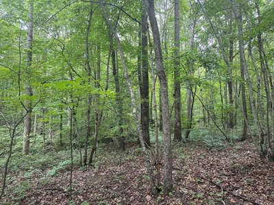 Welcome to the Wildlife Wonderland In VA - image 31