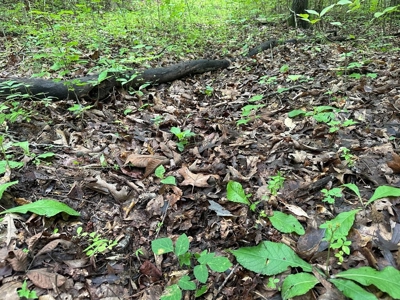 Welcome to the Wildlife Wonderland In VA - image 10
