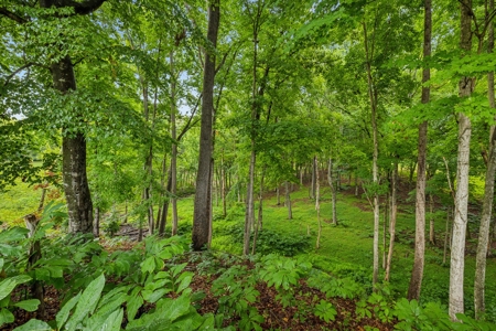 Lakefront Lot for Sale in White Pine, TN - image 9