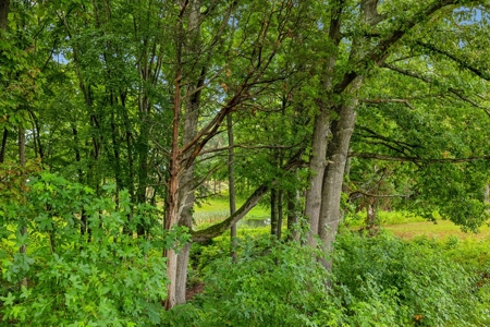 Lakefront Lot for Sale in White Pine, TN - image 11