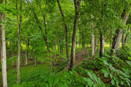 Lakefront Lot for Sale in White Pine, TN - image 10