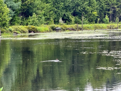 140 Acres, 6 Cabins, Pond, Brooks, and Outdoor Adventures - image 34