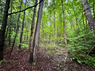 140 Acres, 6 Cabins, Pond, Brooks, and Outdoor Adventures - image 37