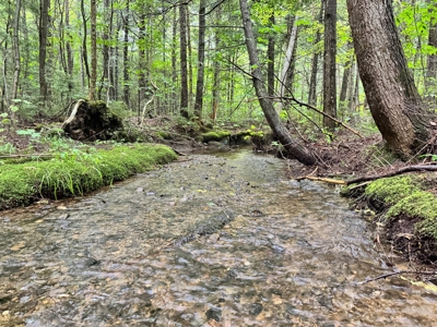 140 Acres, 6 Cabins, Pond, Brooks, and Outdoor Adventures - image 41