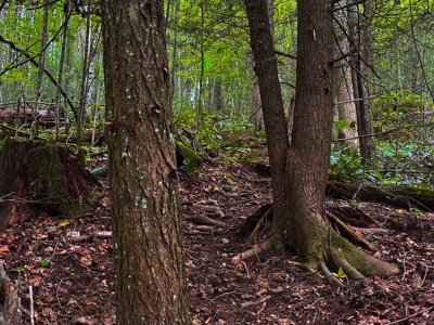 Recreational Land for Sale on Big Reed Island Creek - image 34