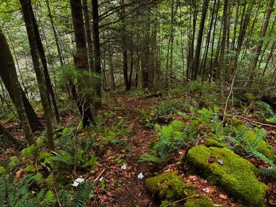 Recreational Land for Sale on Big Reed Island Creek - image 38