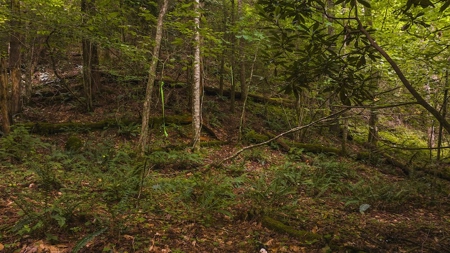 Recreational Land for Sale on Big Reed Island Creek - image 23